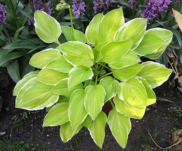 Hosta 'Platinum Tiara'