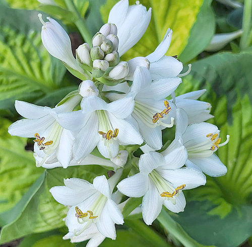 Hosta 'Pocketful of Sunshine'