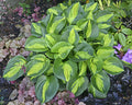 Hosta 'Pocketful of Sunshine'