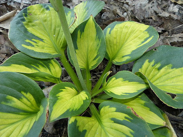 Hosta 'Pocketful of Sunshine'