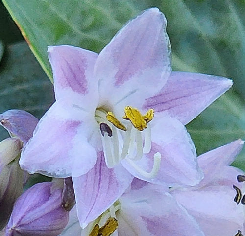 Hosta 'Prairie Sky'