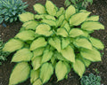 Hosta 'Prairie's Edge'