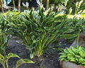 Hosta 'Praying Hands'