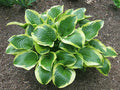 Hosta 'Queen Josephine'