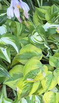 Hosta 'Radiant Edger'