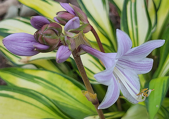 Hosta 'Rainbow's End'