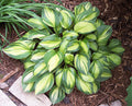 Hosta 'Rainbow's End'