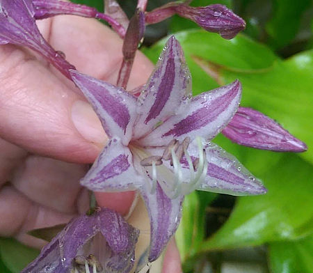 Hosta 'Raspberry Sorbet'