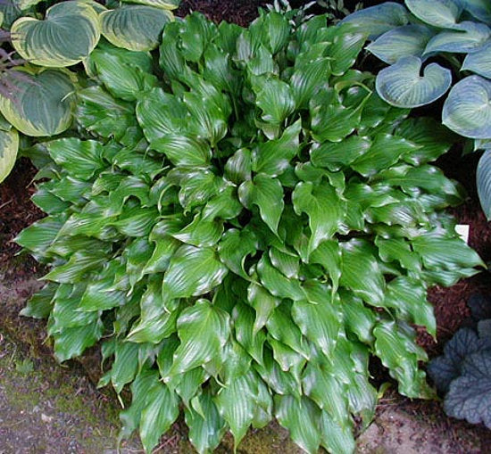Hosta 'Raspberry Sorbet'