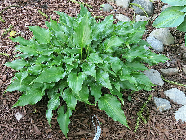 Hosta 'Raspberry Sorbet'