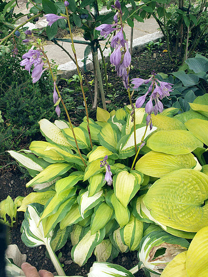 Hosta 'Red Hot Flash'