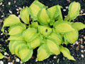 Hosta 'Red Hot Flash'