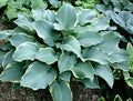 Hosta 'Regal Splendor'