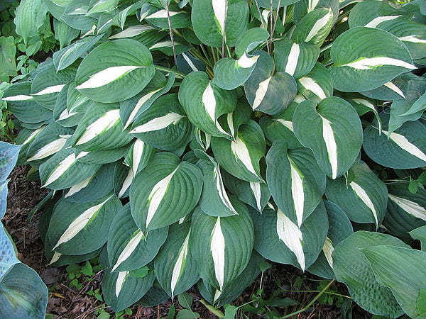 Hosta 'Risky Business'