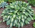 Hosta 'Rootin Tootin'