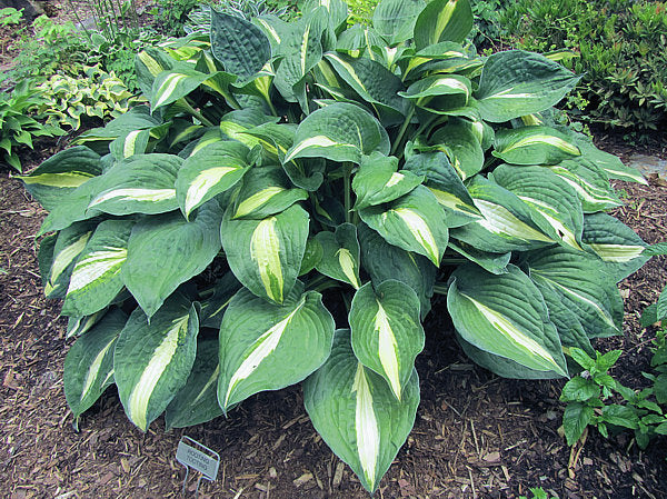 Hosta 'Rootin Tootin'