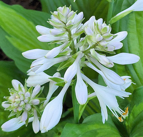 Hosta 'Roy Klehm'