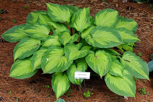 Hosta 'Roy Klehm'