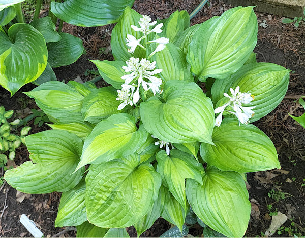 Hosta 'Roy Klehm'