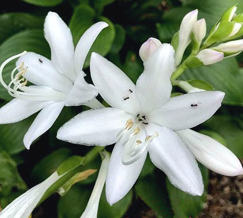Hosta 'Royal Standard'
