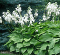 Hosta 'Royal Standard'