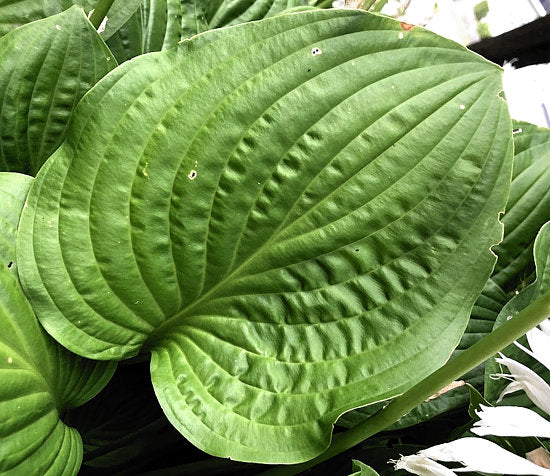 Hosta 'Royal Standard'