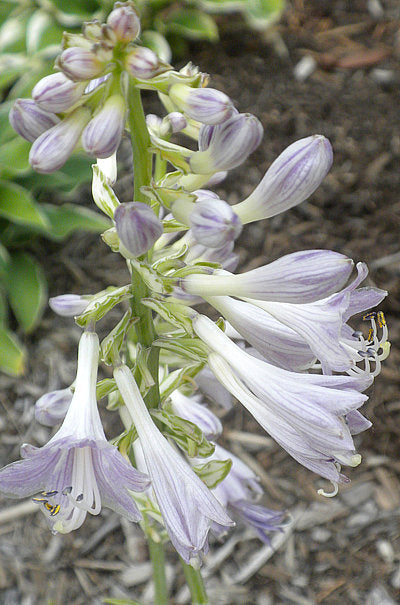 Hosta 'Royal Tiara'