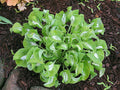 Hosta 'Royal Tiara'