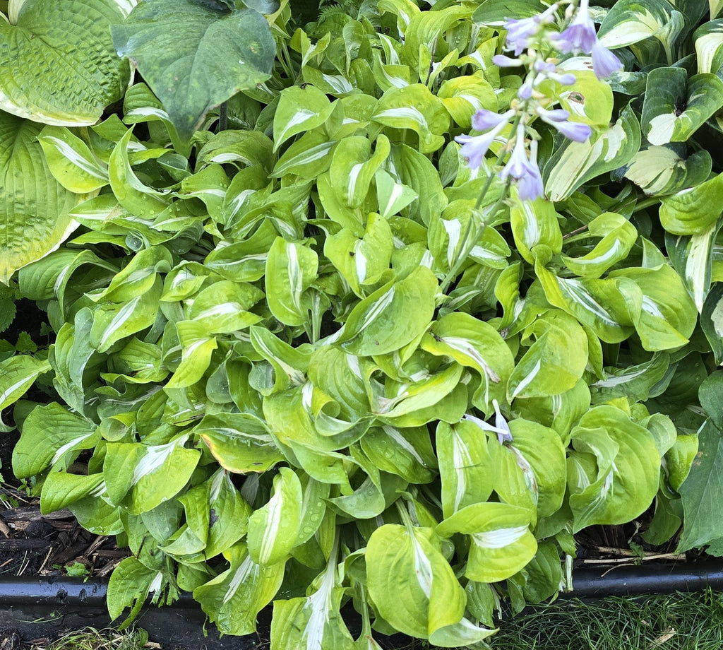Hosta 'Royal Tiara'