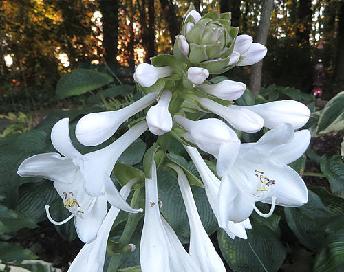 Hosta 'Royal Wedding'