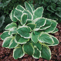 Hosta 'Royal Wedding'