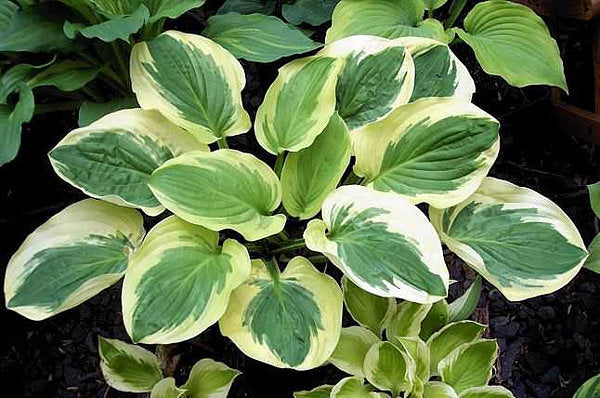 Hosta 'Royal Wedding'