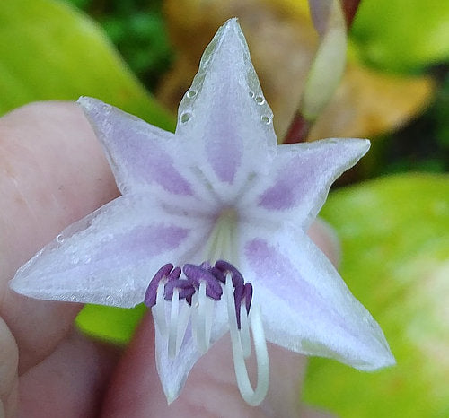 Hosta 'rupifraga'