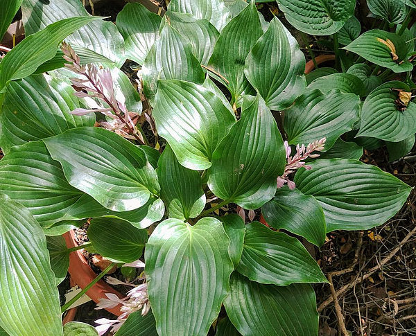 Hosta 'rupifraga'