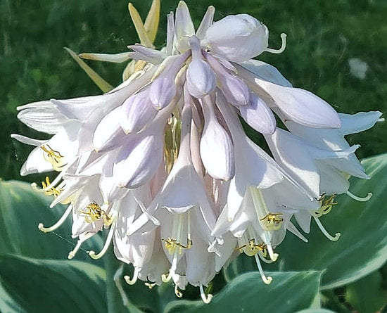 Hosta 'Sagae'