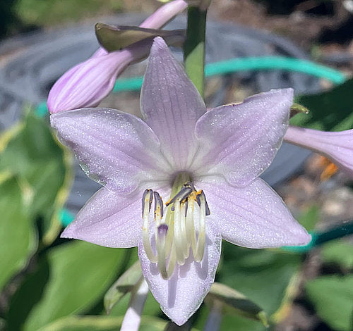 Hosta 'Sagae'