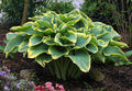 Hosta 'Sagae'