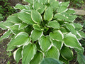 Hosta 'Savannah'