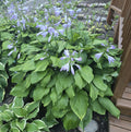 Hosta 'Savannah Emerald'