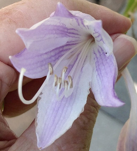 Hosta 'Savannah Emerald'
