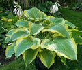 Hosta 'Seducer'
