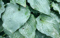 Hosta 'Sky Dancer'