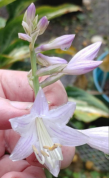 Hosta 'Snake Eyes'