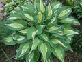 Hosta 'Snake Eyes'