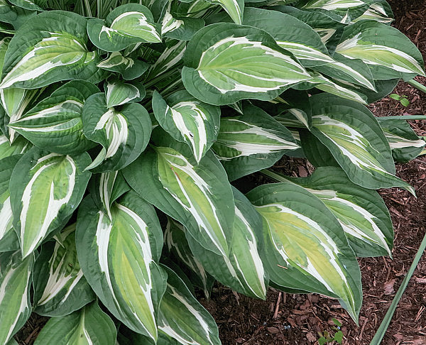 Hosta 'Snake Eyes'