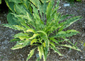 Hosta 'Spiked Punch'