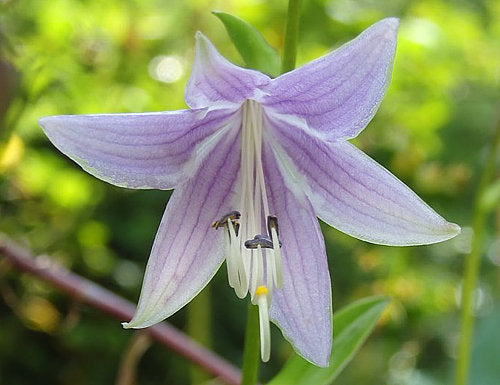 Hosta 'Spritzer'