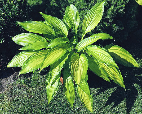 Hosta 'Spritzer'