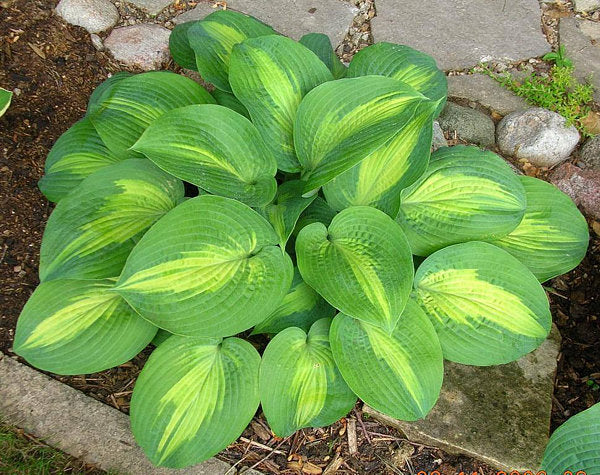 Hosta 'St. Paul'