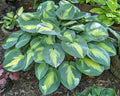 Hosta 'St. Paul'